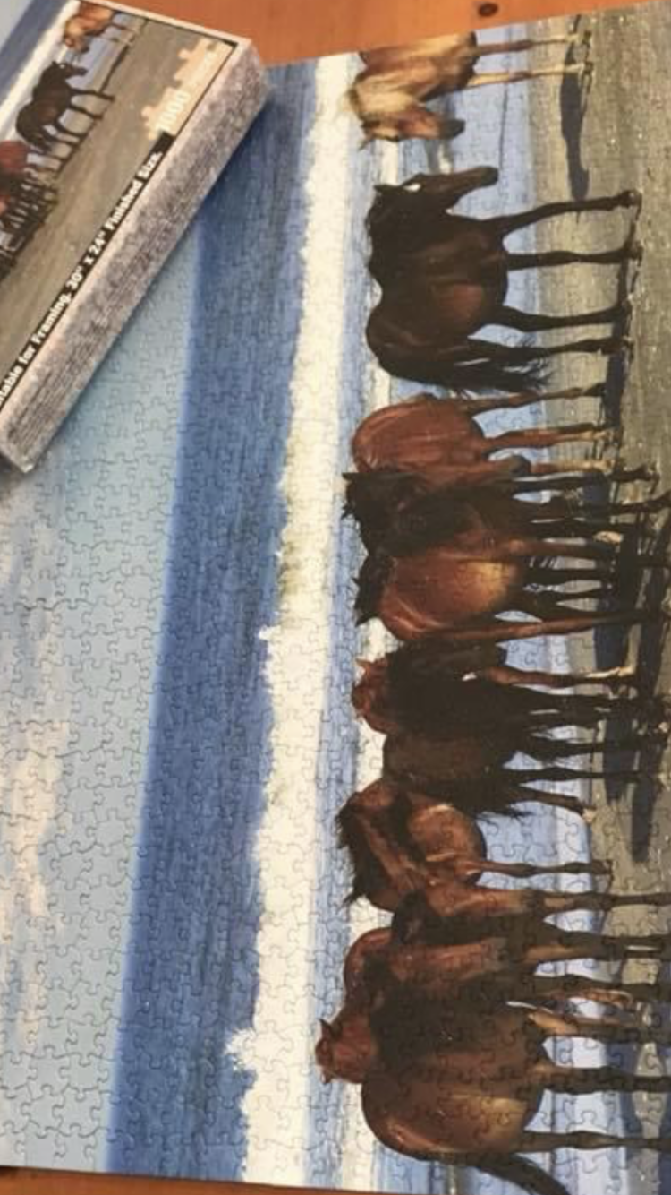 Outer Banks, North Carolina - wild horses 3